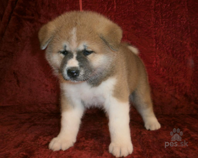 Akita Inu Predám Psa Akita Inu Pessk