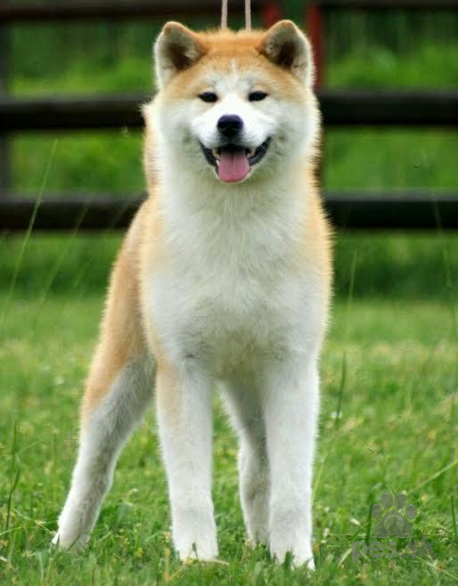 Japonská Akita Inu - štěňata - Predám psa AKITA INU | Pes.sk