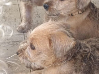 , ŠTĚŇATA - SOFT COATED WHEATEN TERRIER