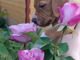 , English pointer- puppies FCI