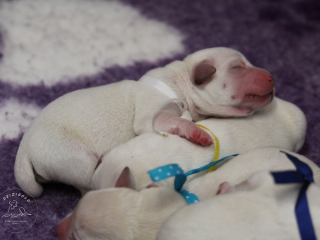 , Labrador Retriever - šteniatka s rodokmeňom pôvodu s PP