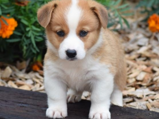 , Ckc Pembroke Welsh Corgi Šteniatka