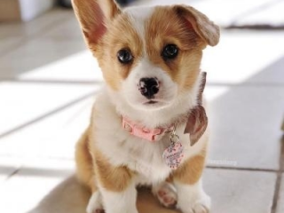 , Predám šteniatka welsh corgi