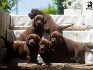 , Šteniatka labradorského retrievera 