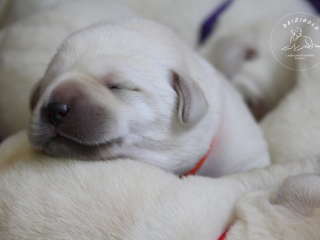 , Labrador Retriever - šteniatka s rodokmeňom pôvodu s PP