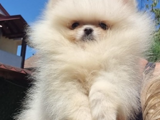 , Pomeranian Boo šteniatka