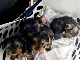 , Roztomilé šteniatka Yorkie na adopciu  