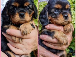 , Kavalír King Charles spaniel