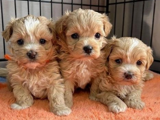 , Rozkošné šteniatka Maltipoo pripravené na nový domov