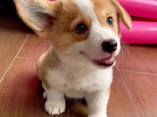 , Šteniatka Pembroke Welsh corgi.