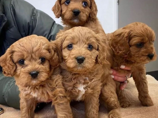 , Cavapoo šteniatka pripravené na presťahovanie.