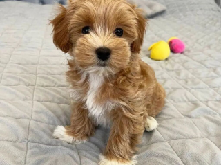 , Rozkošné šteniatka Maltipoo pripravené na nový domov.