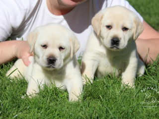 , Labrador Retriever - šteniatka s rodokmeňom pôvodu s PP