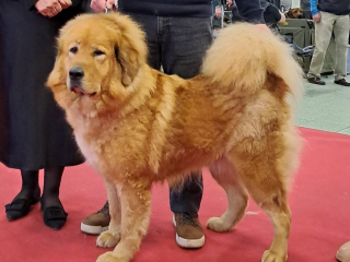 , Tibetská doga šteňatá s PP 2024/25