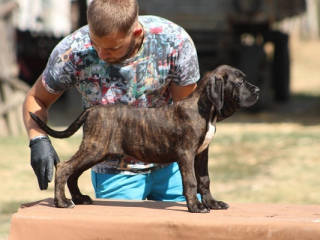 , Šteniatka Cane corso 