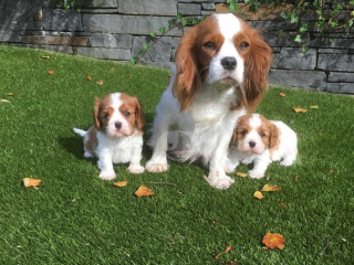 , Šteniatka Cavalier King Charles Spaniel