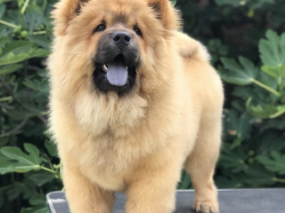 , Chow Chow puppies for sale!