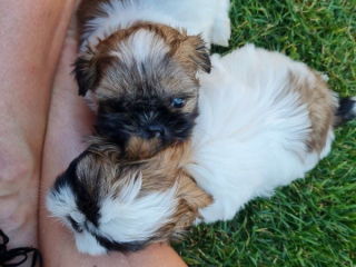 , Fantastické super malé dostupné šteniatka Shih Tzu s papiermi