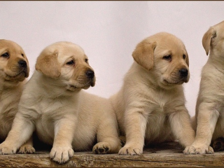 , Labradorský retriever 