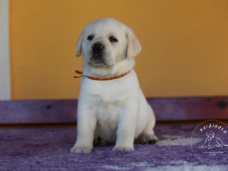 , Labrador Retriever - šteniatka s rodokmeňom pôvodu s PP