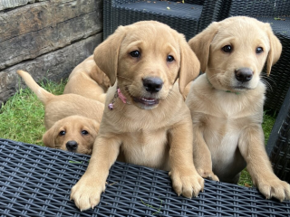 , Šteniatka labradorského retrievera