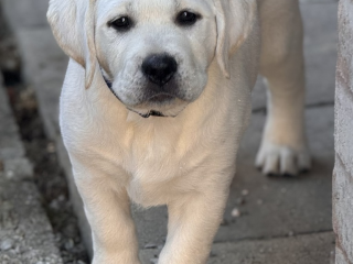 , Labrador Retriever šteniatka