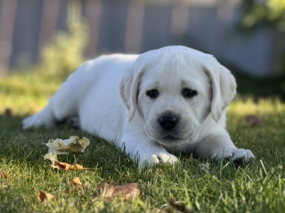 , Labrador Retriever šteniatka