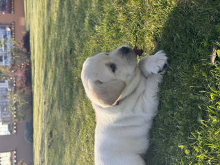 , Labrador Retriever šteniatka