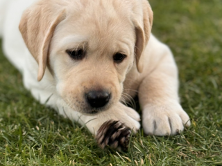 , Labrador Retriever šteniatka