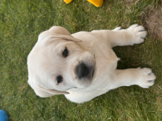 , Labrador Retriever šteniatka