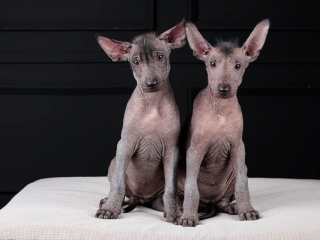 , Šteniatka Xoloitzcuintle (mexický bezsrstý pes)