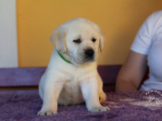 , Labrador Retriever - šteniatko s rodokmeňom pôvodu