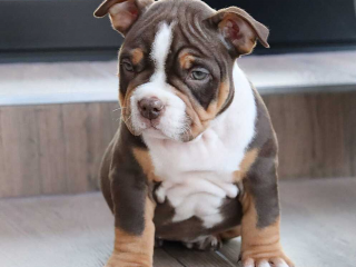 , American Bully