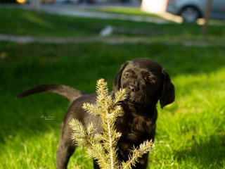 , Šteniatka labradorského retrievera 