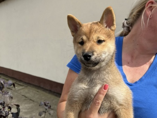 , Šteniatka Shiba inu 