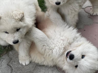 , Samojed šteniatko na predaj