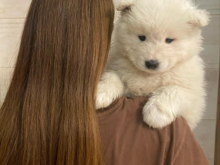 , Samojed šteniatko na predaj