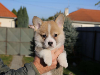 , Welsh corgi pembroke