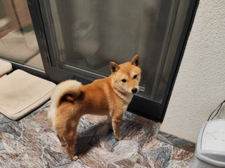 , Shiba