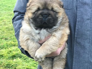 , Chow Chow male puppies for sale!