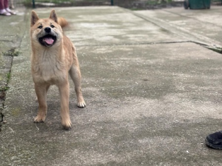 , Šteniatka Shiba inu Šteniatka