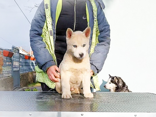 , Siberian husky puppies