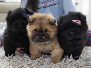 , Chow Chow male puppies for sale!