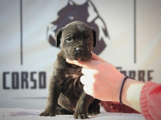 , Šteniatka Cane Corso 