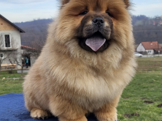 , Chow Chow male puppies for sale!