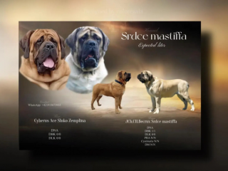 , Mastiff 