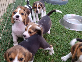 , Bígl, bígel, beagle