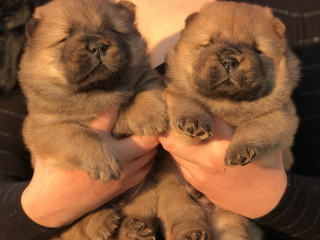 , Chow Chow puppies for sale!