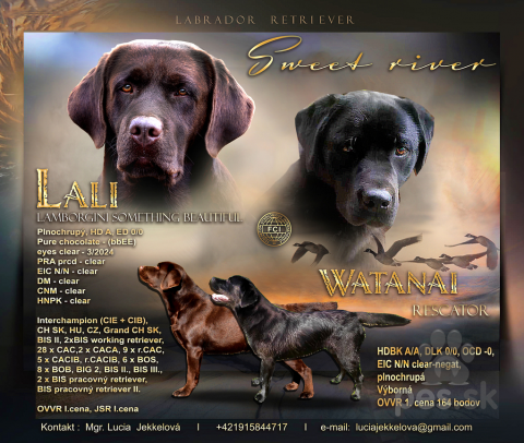 Retrívre, sliediče a vodné psy, Labrador retriever šteniatka s PP 