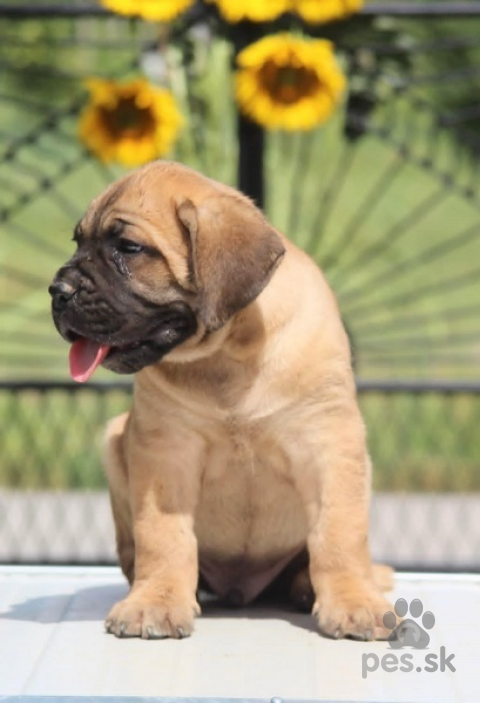 Pinče, bradáče, molosoidy a švajčiarske salašnícke psy, Šteniatka Cane Corso 